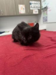 Shelter Stray Female Cat last seen Collins St and Truman Rd, KCMO, 64127, 64127, MO, Kansas City, MO 64132