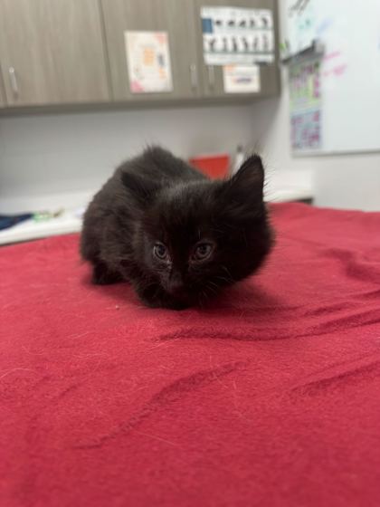 Shelter Stray Female Cat last seen Collins St and Truman Rd, KCMO, 64127, 64127, MO, Kansas City, MO 64132
