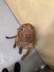 Shelter Stray Female Dog last seen Seattle, WA 98144, Seattle, WA 98119