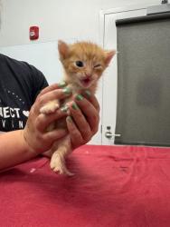 Shelter Stray Male Cat last seen Collins St and Truman Rd, KCMO, 64127, 64127, MO, Kansas City, MO 64132