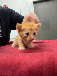 Shelter Stray Male Cat last seen Collins St and Truman Rd, KCMO, 64127, 64127, MO, Kansas City, MO 64132