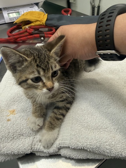 Shelter Stray Male Cat last seen Seattle, WA 98125, Seattle, WA 98119