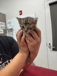Shelter Stray Female Cat last seen Collins St and Truman Rd, KCMO, 64127, 64127, MO, Kansas City, MO 64132
