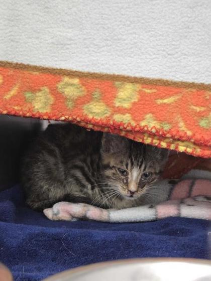 Shelter Stray Male Cat last seen E 59th St and Booth Ave, 64129, MO, Kansas City, MO 64132