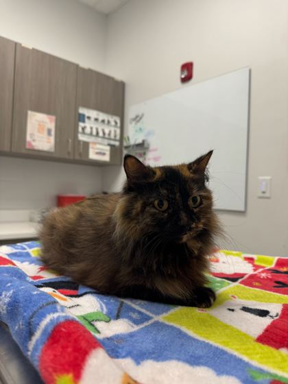 Shelter Stray Female Cat last seen Near N Tracy Ave, 64116, 64116, MO, Kansas City, MO 64132