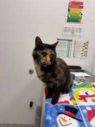 Shelter Stray Female Cat last seen Near N Tracy Ave, 64116, 64116, MO, Kansas City, MO 64132