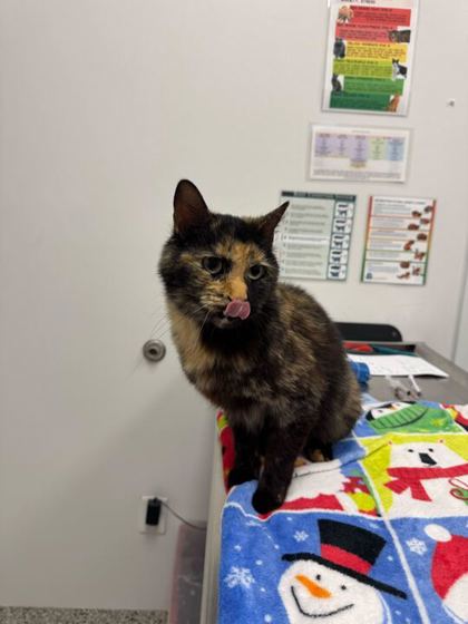 Shelter Stray Female Cat last seen Near N Tracy Ave, 64116, 64116, MO, Kansas City, MO 64132