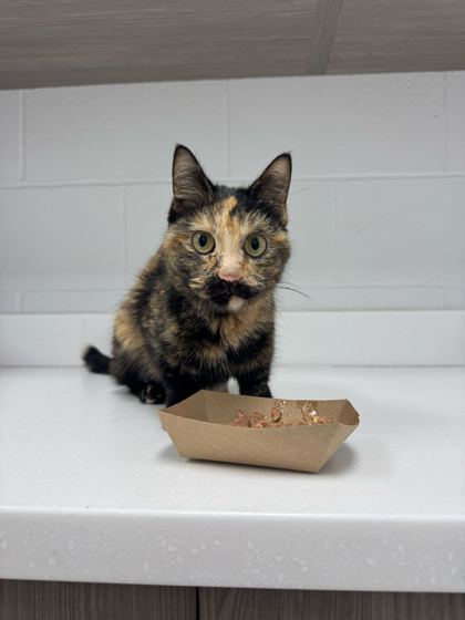 Shelter Stray Female Cat last seen Near E 89th St, 64131, MO, Kansas City, MO 64132
