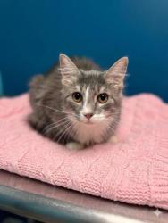 Shelter Stray Female Cat last seen ,  , Spartanburg, SC 29303