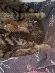 Shelter Stray Unknown Cat last seen Fishers, IN 46038, Fishers, IN 46038