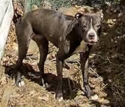 Shelter Stray Female Dog last seen , OH , Cleveland, OH 44102