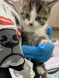 Shelter Stray Male Cat last seen Fishers, IN 46038, Fishers, IN 46038