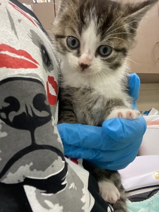 Shelter Stray Male Cat last seen Fishers, IN 46038, Fishers, IN 46038