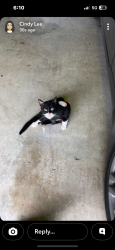 Found/Stray Male Cat last seen Near Gemini , Houston, TX 77058