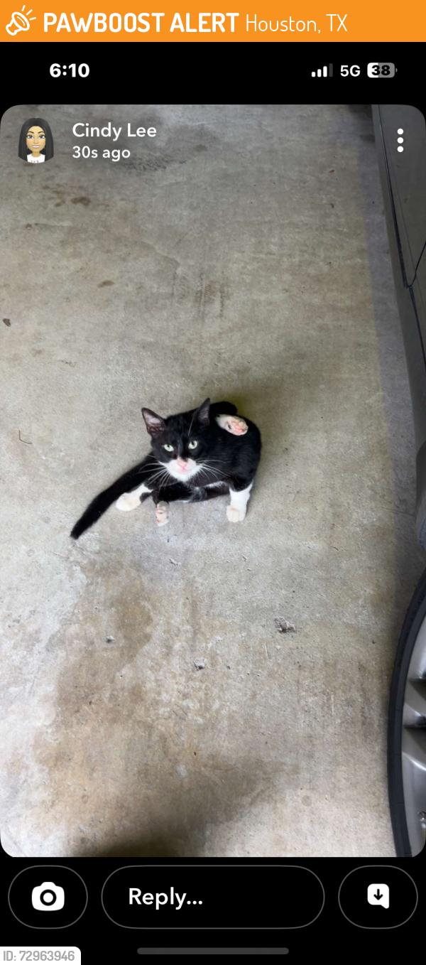 Found/Stray Male Cat last seen Near Gemini , Houston, TX 77058