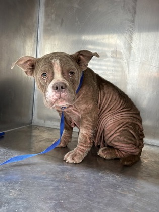 Shelter Stray Female Dog last seen , TX , Fort Worth, TX 76119
