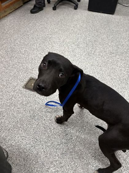 Shelter Stray Male Dog last seen Knoxville, TN 37921, Knoxville, TN 37919