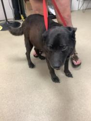 Shelter Stray Male Dog last seen , TX , Fort Worth, TX 76119