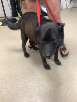 Shelter Stray Male Dog last seen , TX , Fort Worth, TX 76119