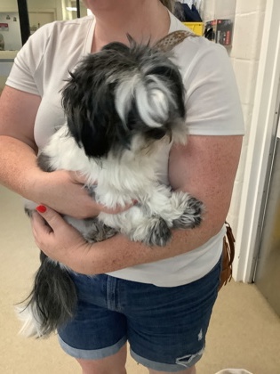 Shelter Stray Male Dog last seen , TX , Fort Worth, TX 76119