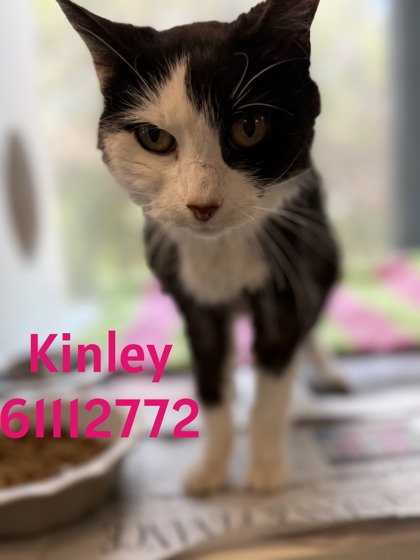 Shelter Stray Female Cat last seen Fort Worth, TX 76116, Fort Worth, TX 76119