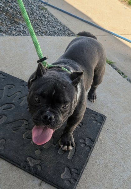 Shelter Stray Female Dog last seen Near Old York Rd, 21218, MD, Baltimore, MD 21230