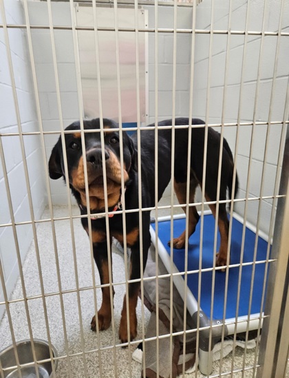 Shelter Stray Male Dog last seen Near W Pratt St, 21223, MD, Baltimore, MD 21230