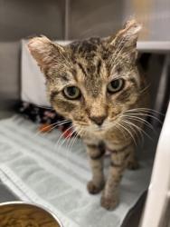 Shelter Stray Male Cat last seen Near Clifton Park Ter, 21213, MD, Baltimore, MD 21230