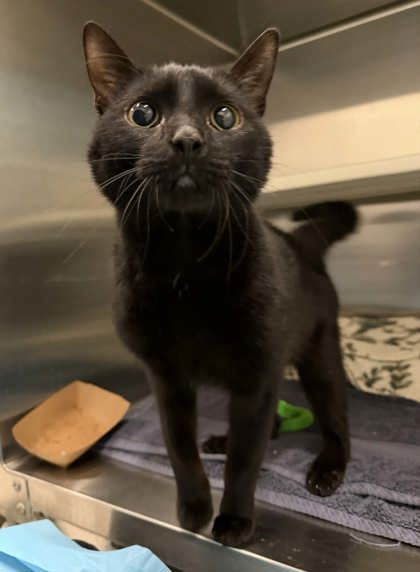 Shelter Stray Male Cat last seen Near McKean Ave, 21217, MD, Baltimore, MD 21230