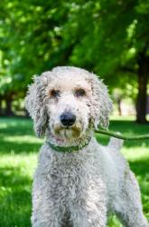Shelter Stray Female Dog last seen Union Gap, WA 98903, Yakima, WA 98901