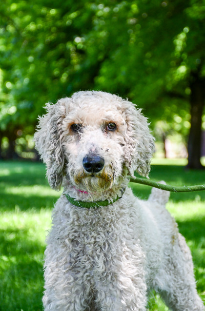 Shelter Stray Female Dog last seen Union Gap, WA 98903, Yakima, WA 98901