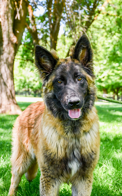 Shelter Stray Male Dog last seen Yakima, WA 98902, Yakima, WA 98901