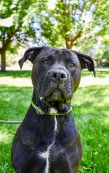 Shelter Stray Male Dog last seen Yakima, WA 98902, Yakima, WA 98901