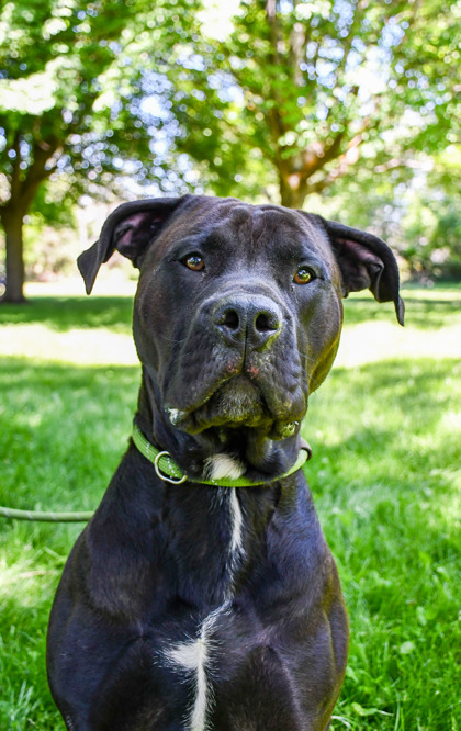Shelter Stray Male Dog last seen Yakima, WA 98902, Yakima, WA 98901