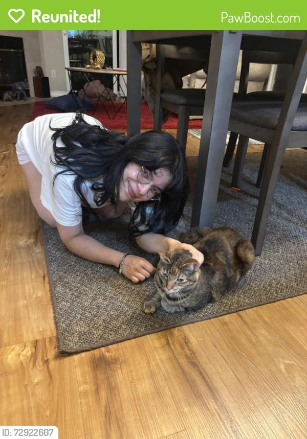 Reunited Female Cat last seen Near NE 10th Pl Apt E105, Bellevue, WA 98005