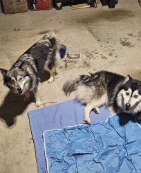 Found/Stray Unknown Dog last seen I-35 and 34th, by The Woods subdivision., Norman, OK 73069