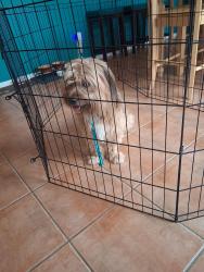Found/Stray Male Dog last seen George road, San Antonio, TX 78231