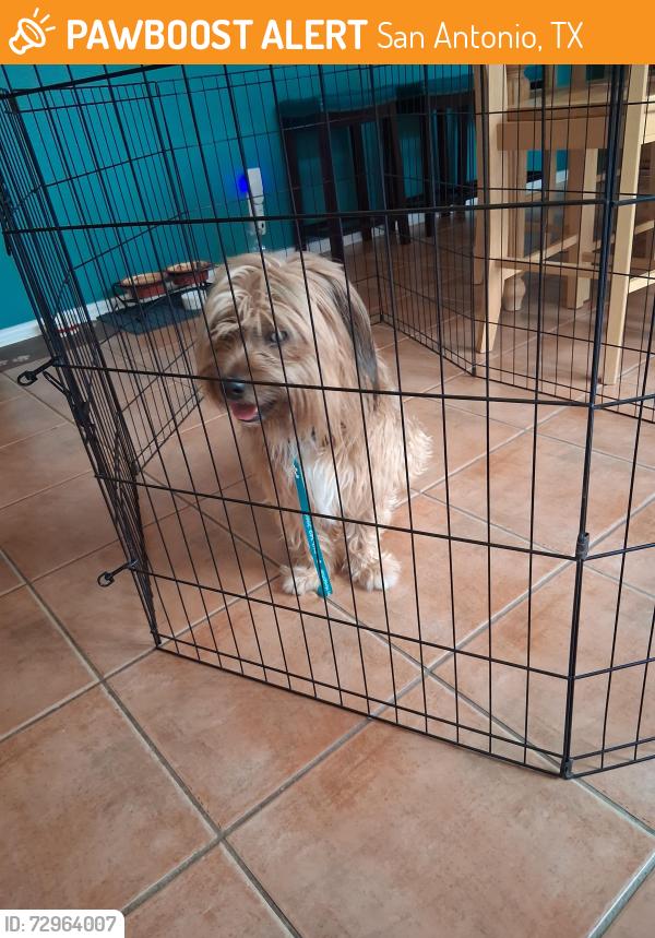 Found/Stray Male Dog last seen George road, San Antonio, TX 78231