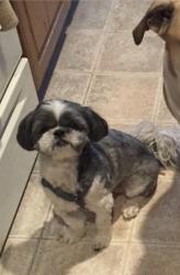 Reunited Male Dog last seen Prescott and Dora, Wichita, KS 67209