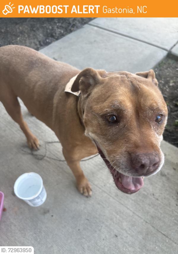 Found/Stray Female Dog last seen black diamond dallas nc , Gastonia, NC 28034