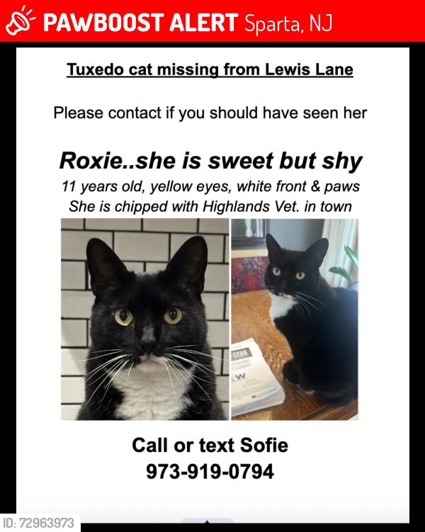 Lost Female Cat last seen In Knoll Heights behind the main office, Sparta, NJ 07871