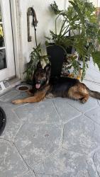 Found/Stray Female Dog last seen Calhoun&Ave49, Coachella, CA 92236