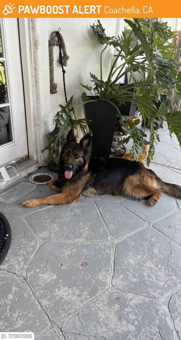 Found/Stray Female Dog last seen Calhoun&Ave49, Coachella, CA 92236