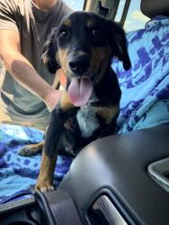 Found/Stray Male Dog last seen Lakeland, TN, Lakeland, TN 38002