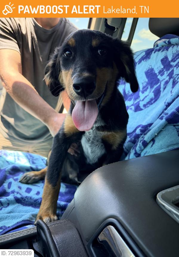 Found/Stray Male Dog last seen Lakeland, TN, Lakeland, TN 38002