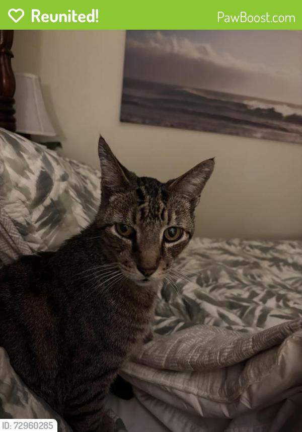 Reunited Male Cat last seen Aleman Pl & Frisbie St., Bonita, CA 91902