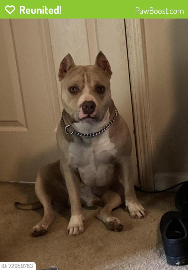 Reunited Male Dog last seen Kernersville Rd , Kernersville, NC 27284