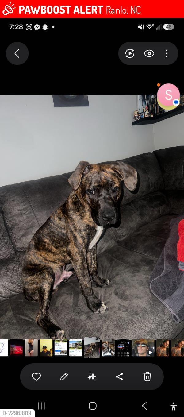 Lost Male Dog last seen Ranlo nc, Ranlo, NC 28054