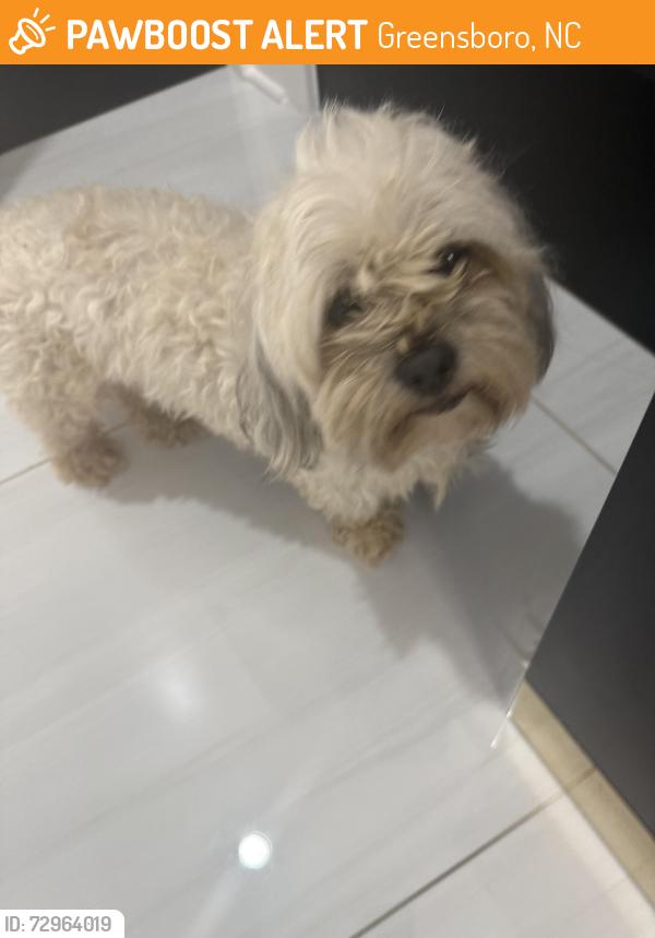 Found/Stray Male Dog last seen Bryan Blvd close to Fleming and New Garden, Greensboro, NC 27410