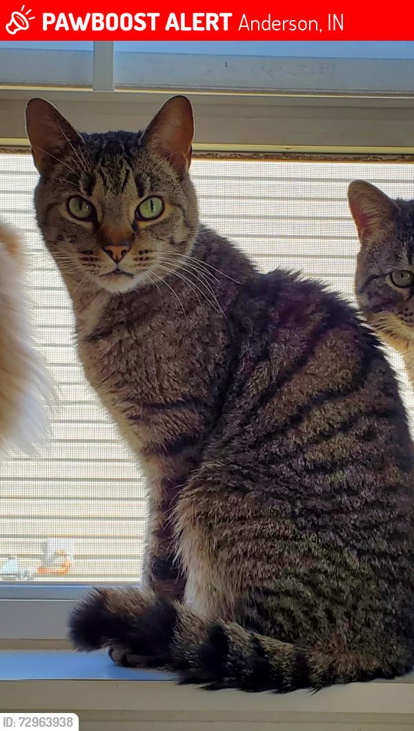 Lost Male Cat last seen Fox Trace neighborhood , Anderson, IN 46013